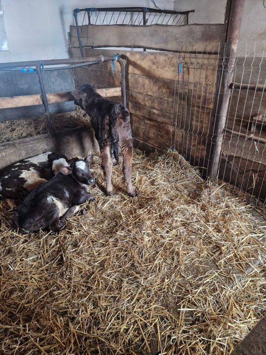 Vitei de lapte  de vanzare