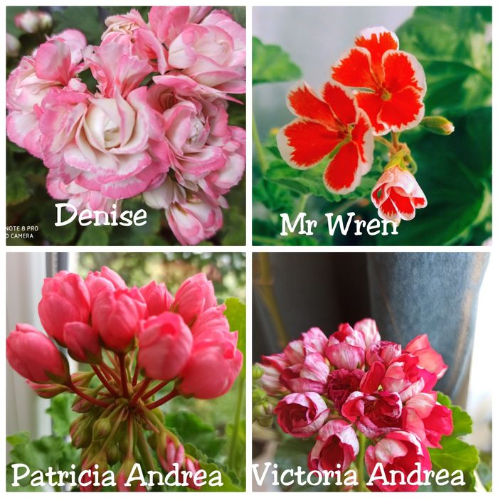 Вкоренени Сортови Мушката