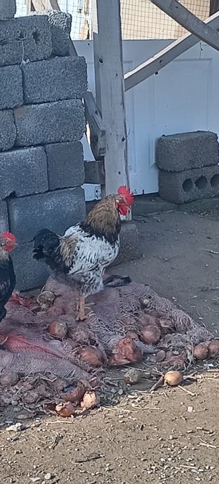 Қораздар сатылады