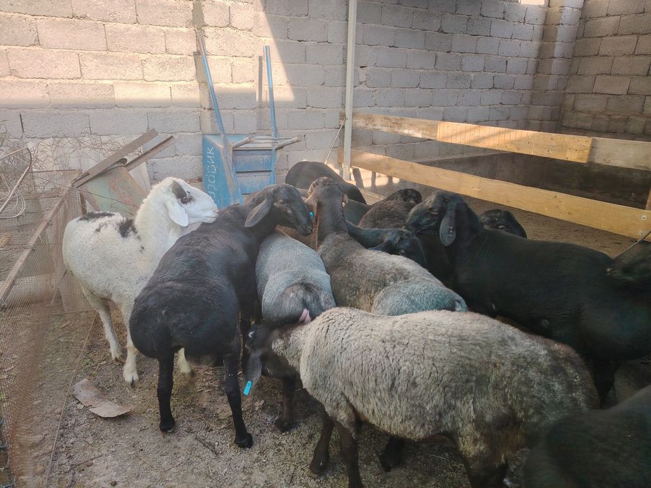 Qurbonlik un sotiladigan quchqorlar bor taroziga 88mingdan: 8 000 000 so’m