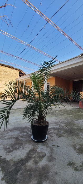 Xurmo palmasi sotiladi

Uy va hovli uchun chiroyli palma daraxti so