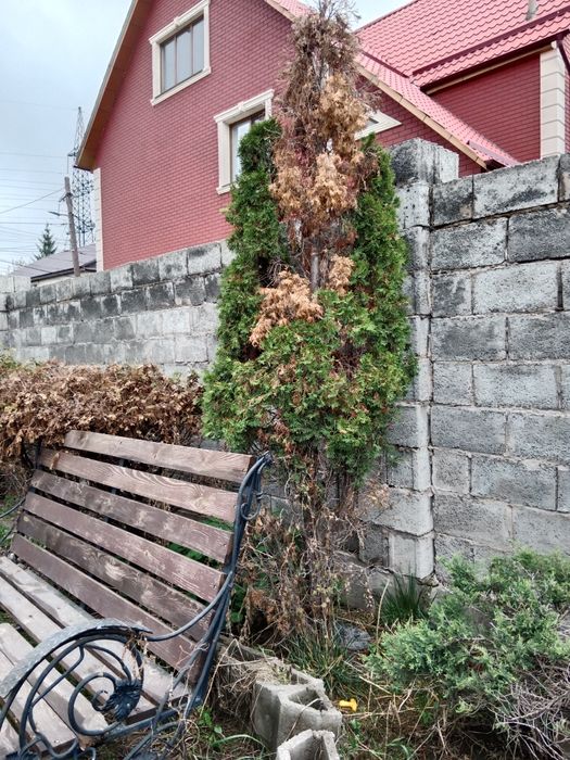 Туя продам или обмен