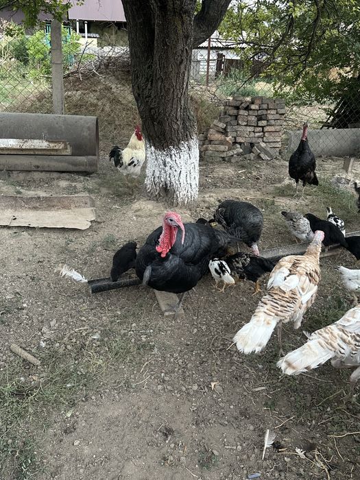 Индюки үндіктер.
