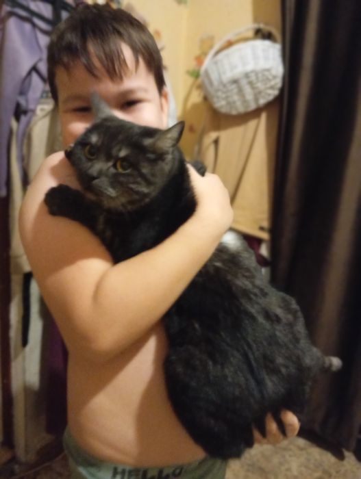 Кошка-чернобурка ищет семью