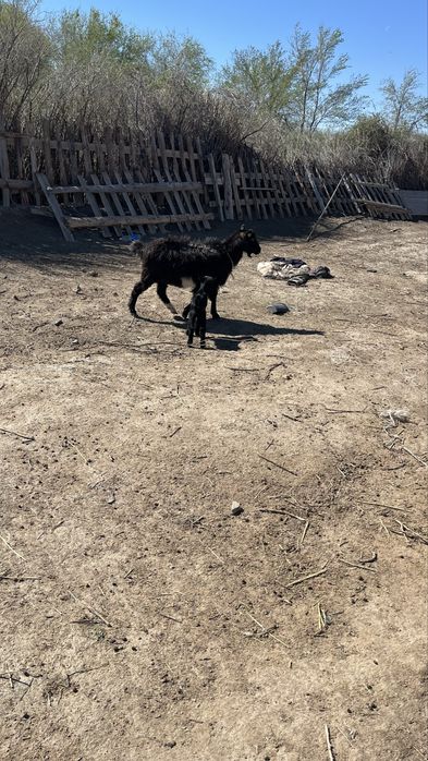 Лақты ешкі сатылады