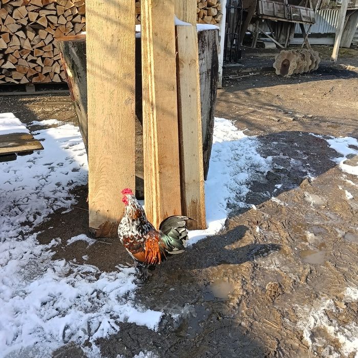 Vând cocoșei americani