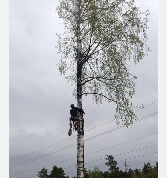 Спил Распил деревьев