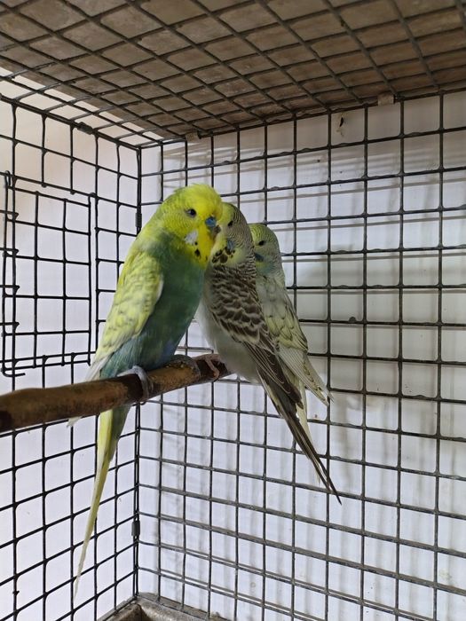 Продам попугаев: волнистые выставочные!