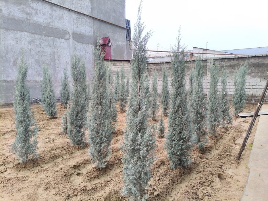 Арча Аризонская кепарис сотилади