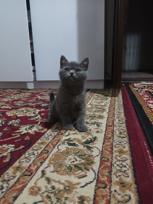 Skotish strayt mushuk sotiladi