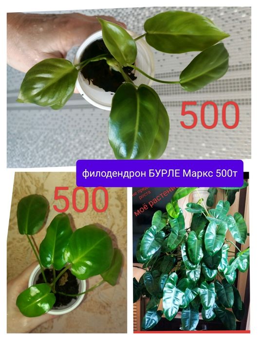 Филодендрон 4500т