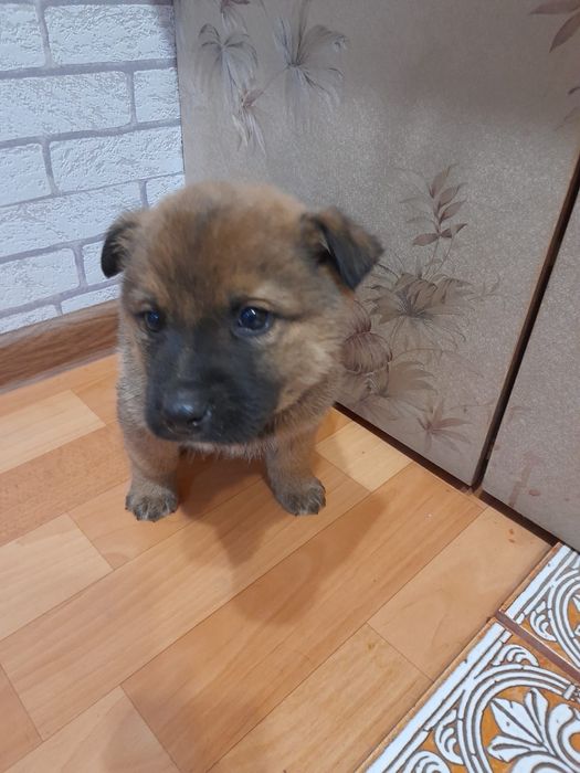 Пристраиваются малыш