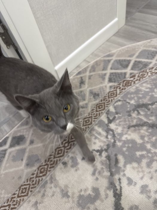 Заберите котика в добрые руки