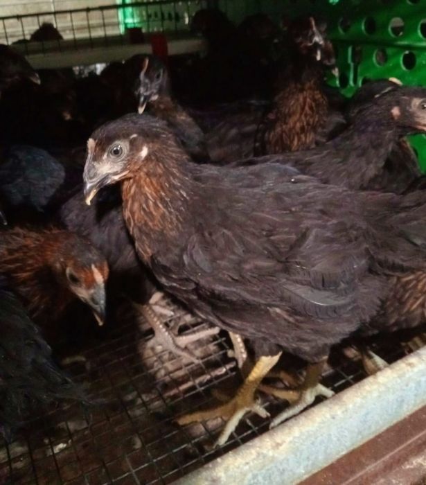 Pui albi de carne și rasa mixta