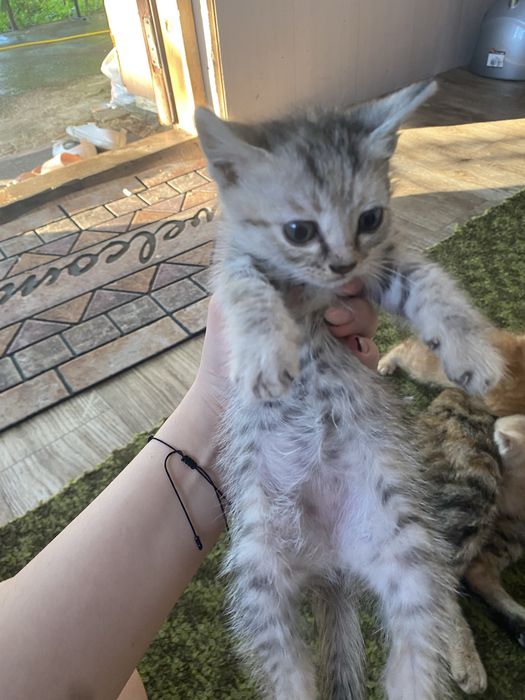 Отдам котят в добрые руки