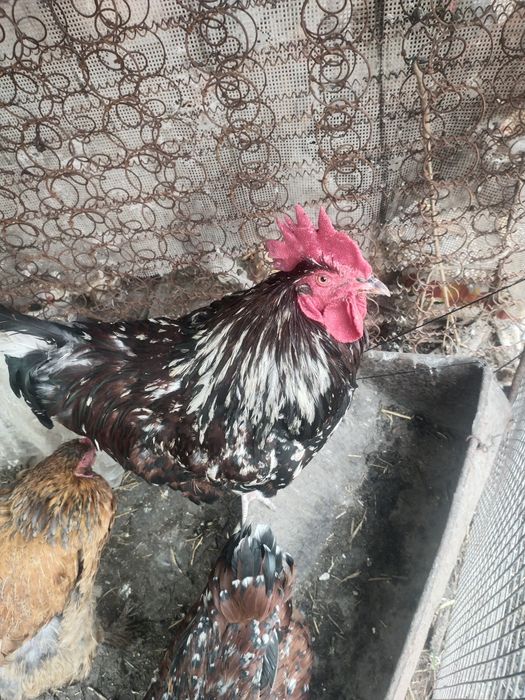 Продам  породистых петухов :