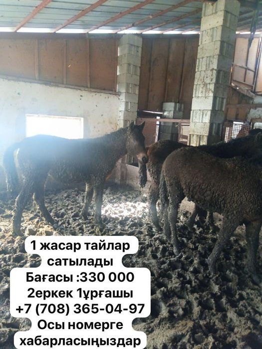 Тай ,бие сатылады