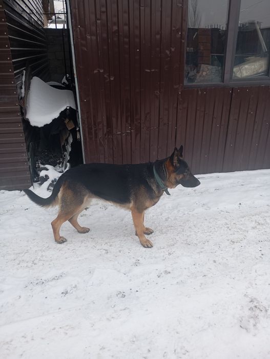 Продам немецкую овчарку