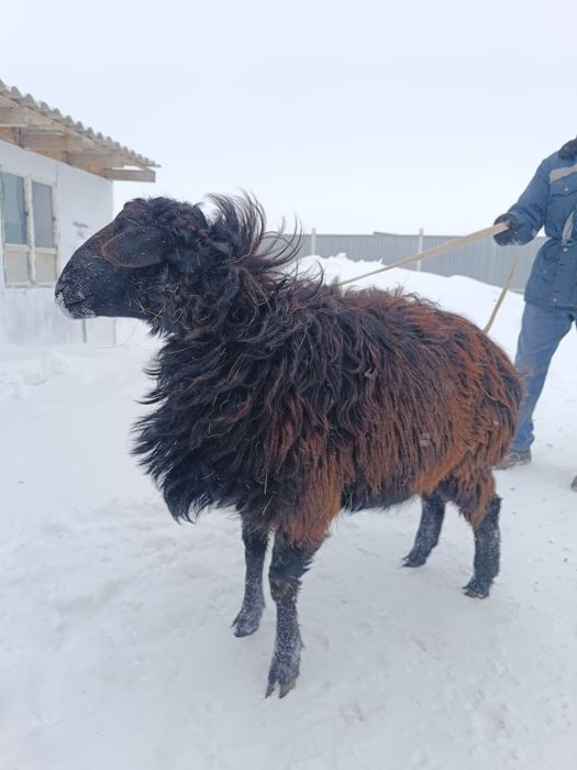 Соятын тоқты сатылады