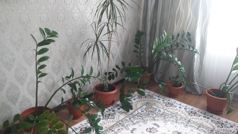 Цветы комнатные. красивые