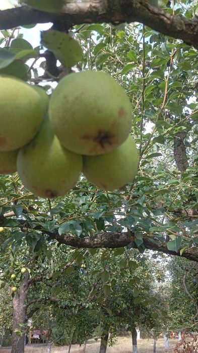 Fructe din livada proprie