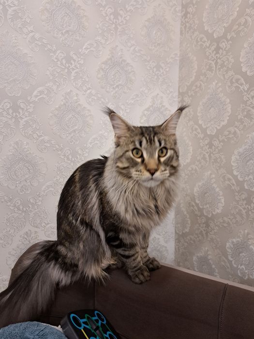 Мейн-кун, продам котенка