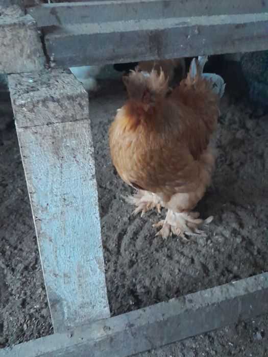 Puicuțe motate    .