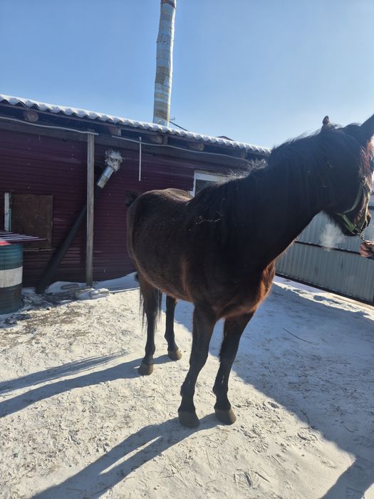 Продам лошадей Объезженные.