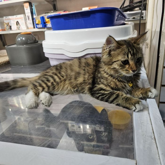 Отдам котенка в хорошие руки