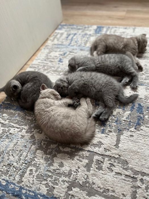 Продаются шотландские котята