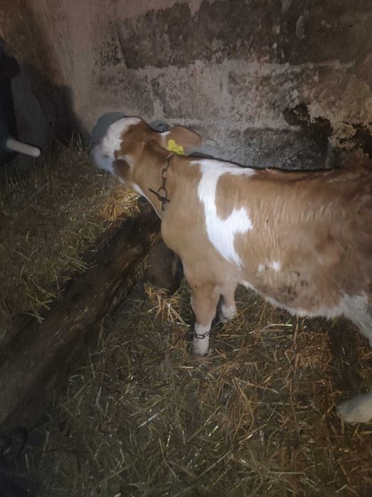 Vitea Baltata Romaneasca