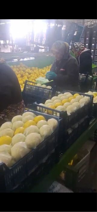 Лимон турция с мерсина