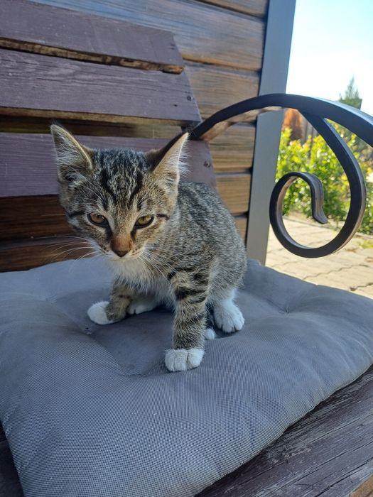 Котенок мальчик 2 мес