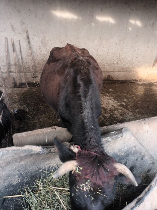 Ona  bola sigir sotiladi