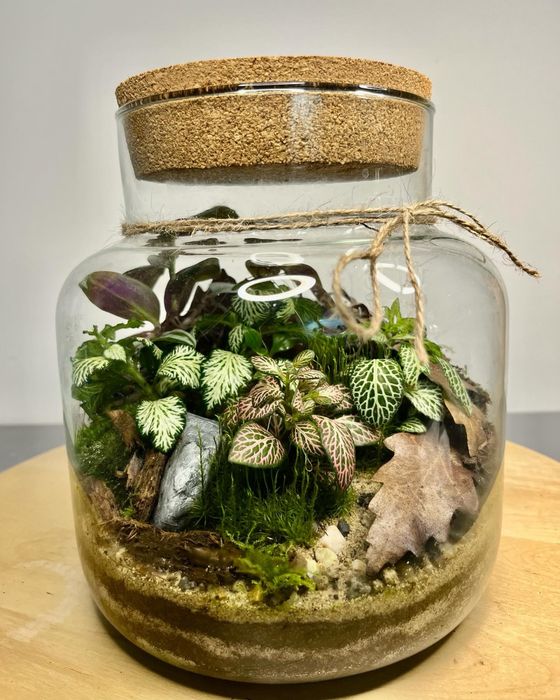 Мини терариуми с живи растения, екосистема в буркан