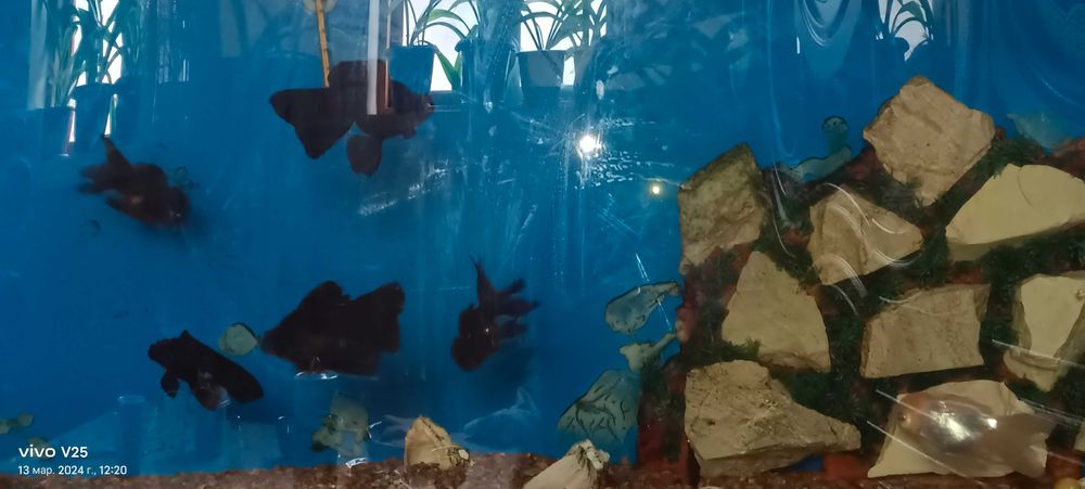 Продам аквариум с рыбками .