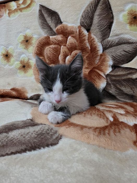 В добрые руки красивый котенок