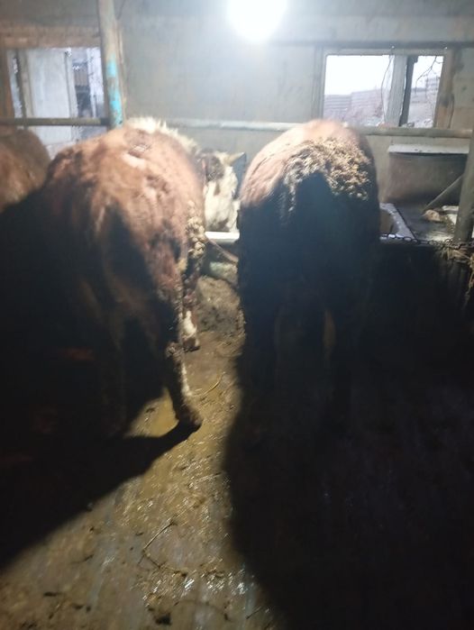 Продам бычков находится в Кайназаре