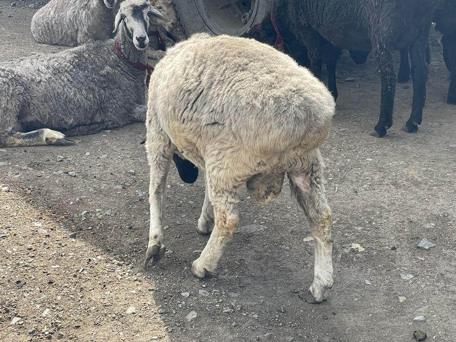 Продам двух кошкаров жирные