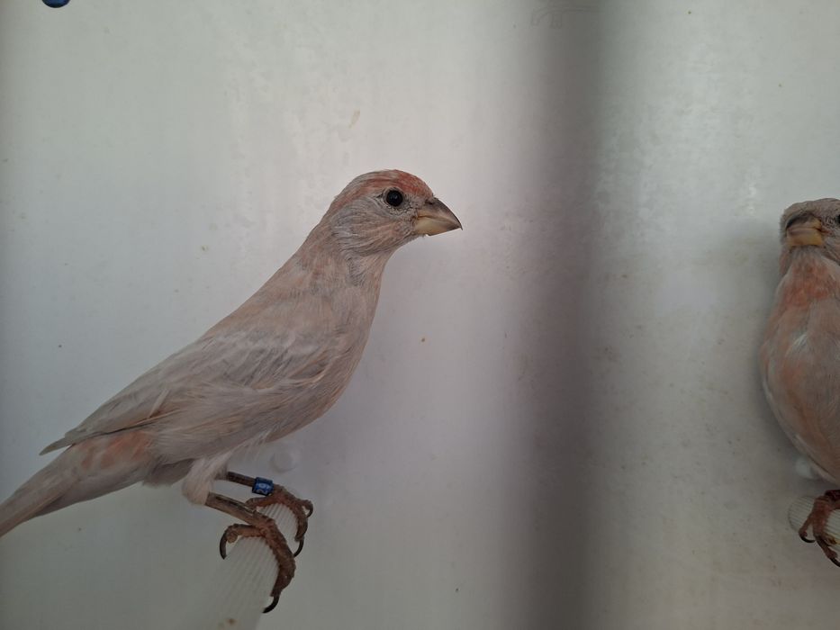 Mugurari mexicani