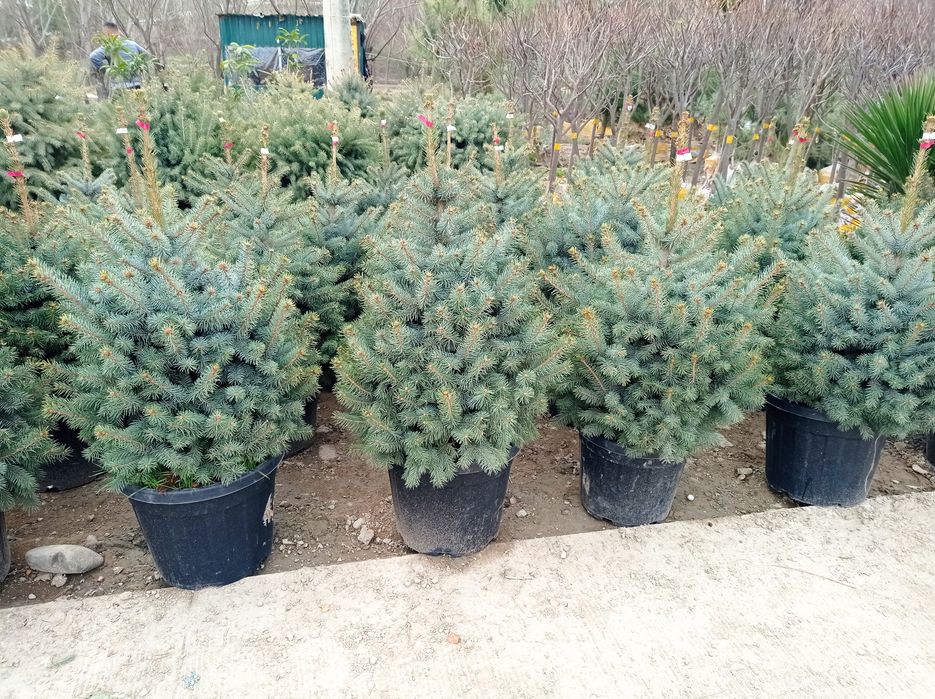 Yel Galuboyyel Gallubayyel Yel