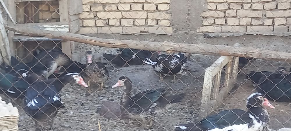 Инда утка сотилади тоза бокилган