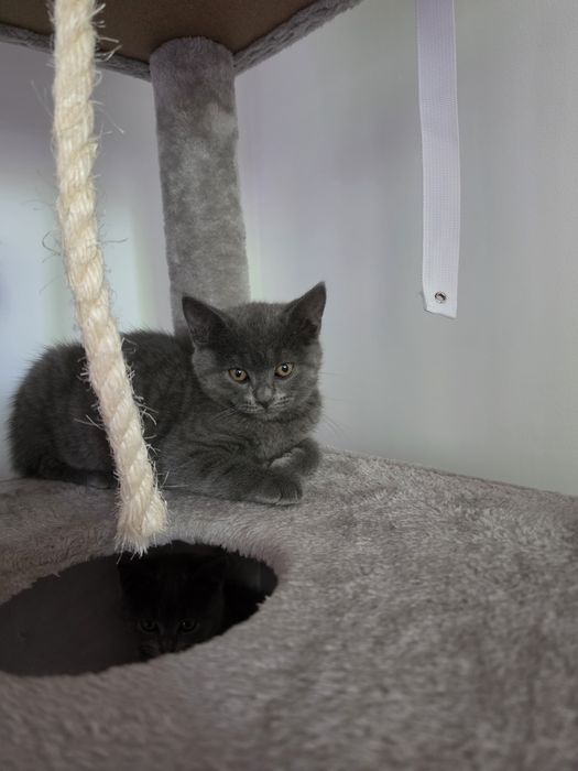 British shorthair