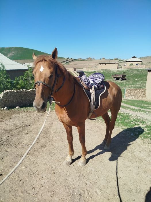 Улокчи отлар сотилади 5-6 ёшли