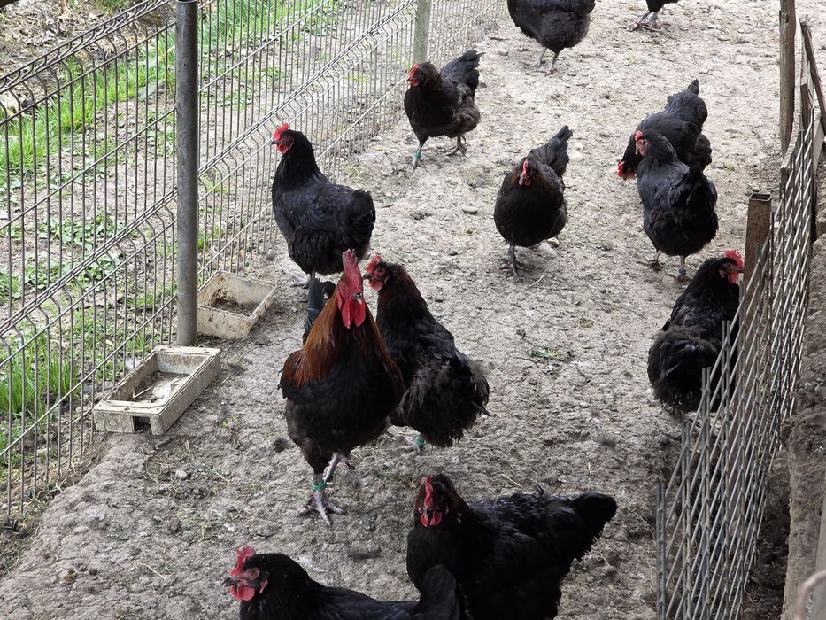 Ouă incubat rasă Marans