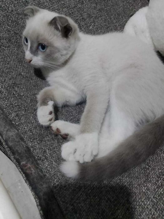 Отдам котенка мальчик 4 месяца