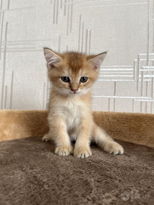 Shatlanskiy winwila bolalari