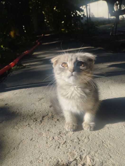 Котята в хорошие руки