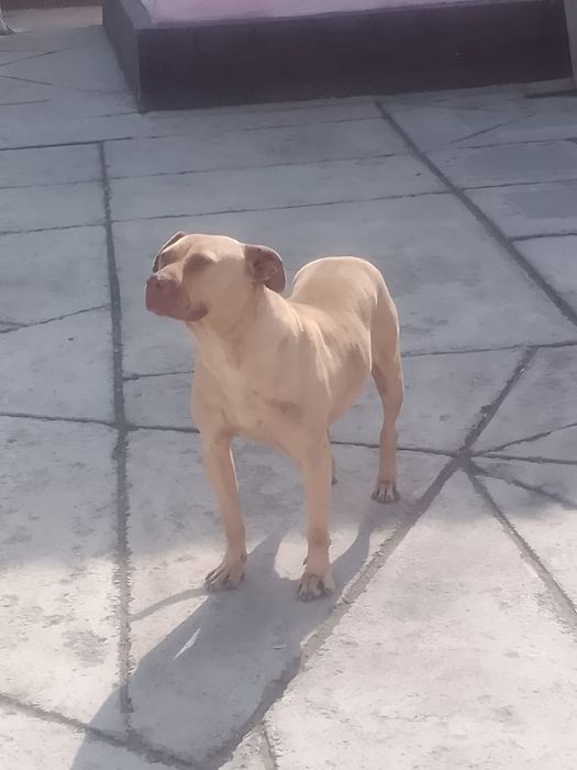 Продается собака