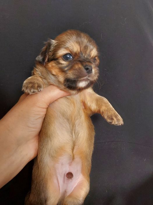 Продаю щенка чихуахуа